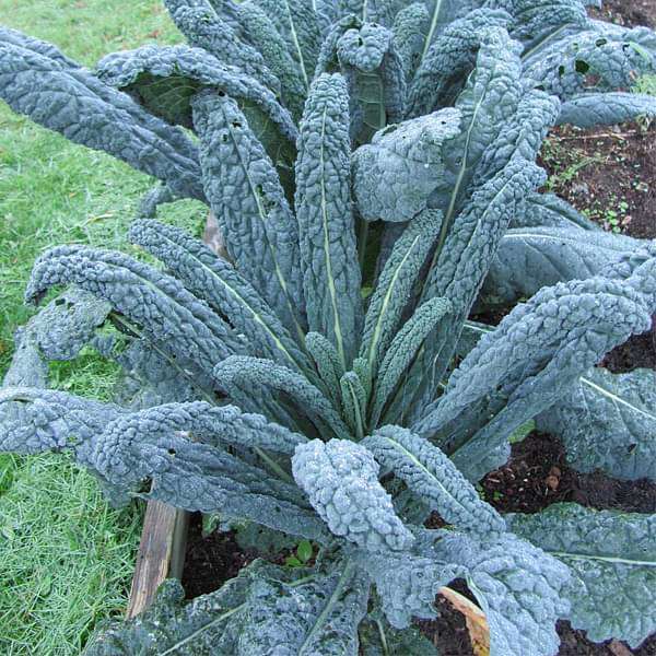 Kale Cavolo Nero Vegetable Seeds